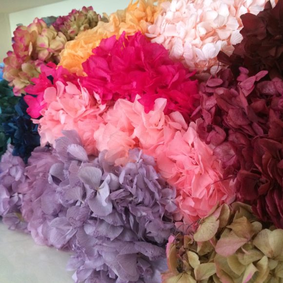 Hortensias preservadas